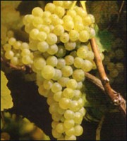 Uva de variedad albariño